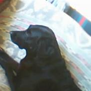 Labrador retriever lady