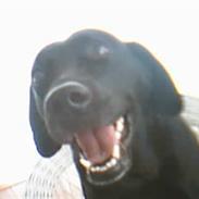 Labrador retriever lady