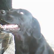 Labrador retriever lady