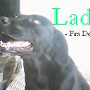 Labrador retriever lady