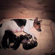 Dansk svensk gaardhund Oline