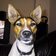 Dansk svensk gaardhund Oline