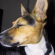 Dansk svensk gaardhund Oline