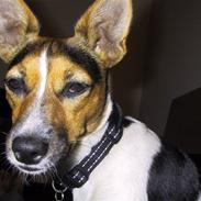 Dansk svensk gaardhund Oline