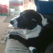 Blanding af racer Jackie<3(: