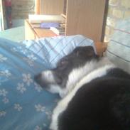 Blanding af racer Jackie<3(: