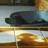 Labrador retriever Zulu (forældres hund)