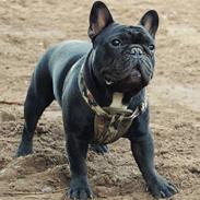 Fransk bulldog Blance Noir´s ~Ymer~