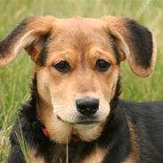 Blanding af racer Akira