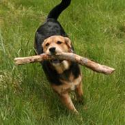 Blanding af racer Akira