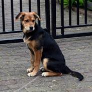 Blanding af racer Akira