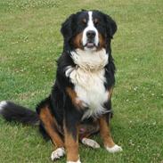 Berner sennenhund Balder