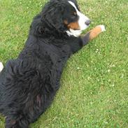 Berner sennenhund Balder