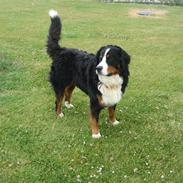 Berner sennenhund Balder