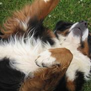 Berner sennenhund Balder