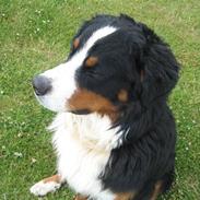 Berner sennenhund Balder