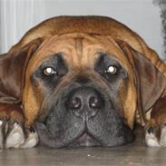 Boerboel Teglborg Ganto