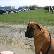 Boerboel Teglborg Ganto