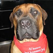 Boerboel Teglborg Ganto