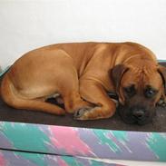 Boerboel Teglborg Ganto