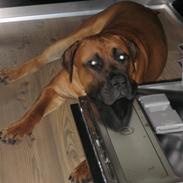 Boerboel Teglborg Ganto