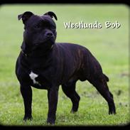 Staffordshire bull terrier Westlund Bob