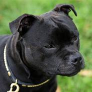 Staffordshire bull terrier Westlund Bob