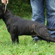 Staffordshire bull terrier Westlund Bob