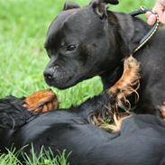 Staffordshire bull terrier Westlund Bob