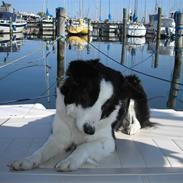 Border collie Chille