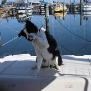 Border collie Chille