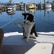 Border collie Chille