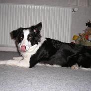 Border collie Chille