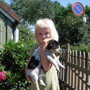 Dansk svensk gaardhund Freja