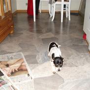 Dansk svensk gaardhund Freja