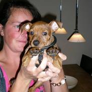 Dvaergpinscher ozzy