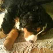 Berner sennenhund Nika