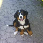 Berner sennenhund Nika