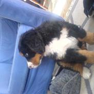 Berner sennenhund Nika