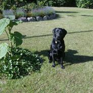 Labrador retriever pepsi