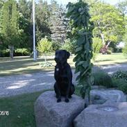 Labrador retriever pepsi