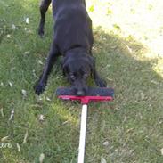 Labrador retriever pepsi