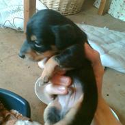 Blanding af racer fister 