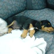 Blanding af racer fister 