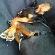 Blanding af racer fister 