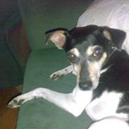 Dansk svensk gaardhund visp