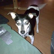 Dansk svensk gaardhund visp