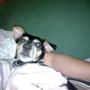 Dansk svensk gaardhund visp