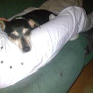 Dansk svensk gaardhund visp