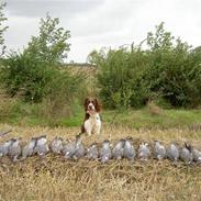 Engelsk springer spaniel Lucky<3